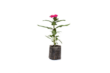 flower seedlings
