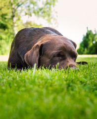 Labrador © roptinator