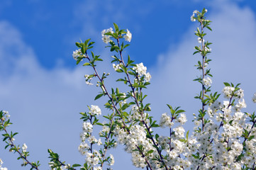 Blossoming tree of a cherry in the spring