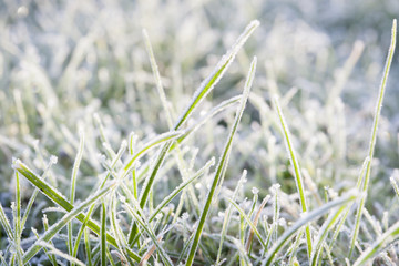 Frost on grass