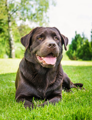 Fototapeta premium labrador