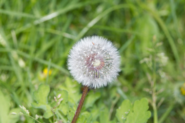 Dandelion in the spring against the green grass