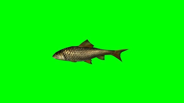 carp fish swimming slow - green screen