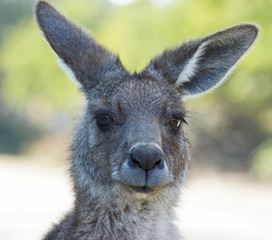 Graues Riesenkänguru, Tasmanien, Australien © alfotokunst