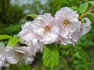 Blossoming Almond branch in the garden