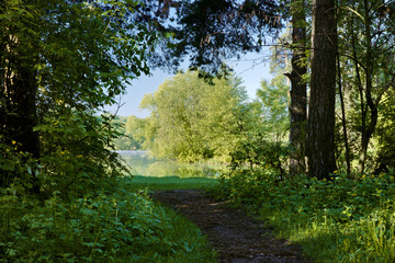 Fototapeta na wymiar The footpath between the trees leading to the lake