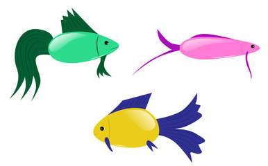 colorful fish
