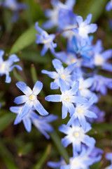First Spring flowers - blue Scilla siberica
