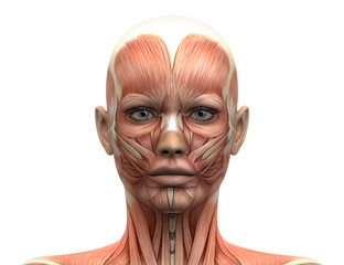 Female Head Muscles Anatomy - Front view - obrazy, fototapety, plakaty