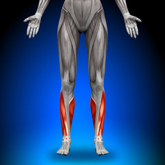 Obraz premium Calves - Female Anatomy Muscles