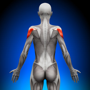 Shoulders - Female Anatomy Muscles