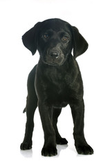 puppy labrador retriever