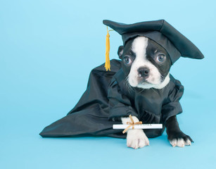 Graduation Puppy