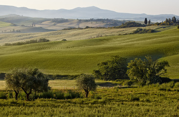 Fototapeta na wymiar Countryside, San Quirico d`Orcia , Tuscany, Italy