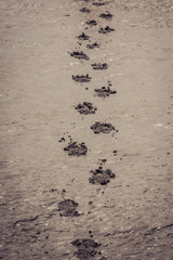 footprints in the sand