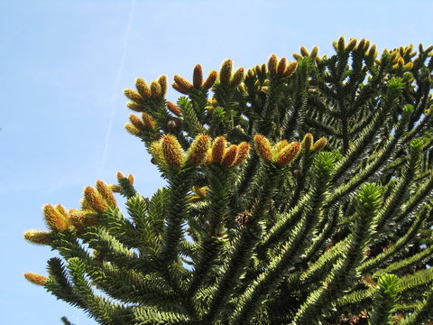 Affenbaum in voller Bl&uuml;te