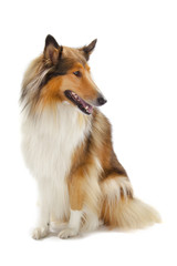Rough Collie