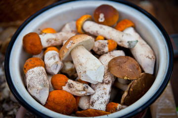 mushroom