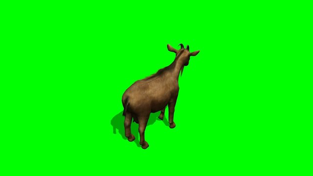 Goat looks around - green screen