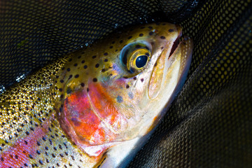 Naklejka premium Native Deschutes Redside Rainbow Trout