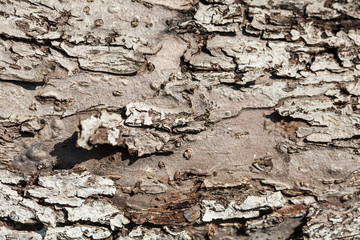 Nature. Bark of old tree as background texture