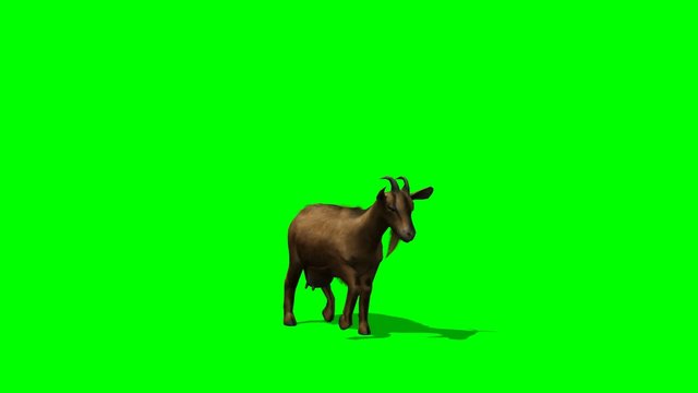 Goat walks - green screen