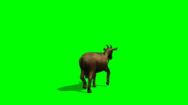 Goat walks - green screen