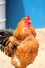 brown hens with focus on head.