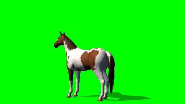 Horse in motion - green screen
