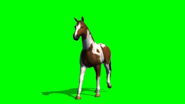 Horse walks - green screen