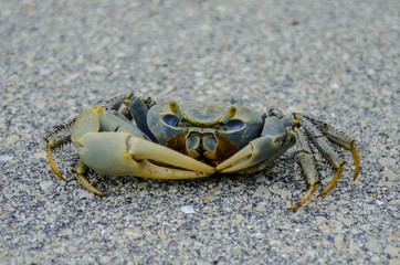 Blue Crab Scuttles Across Pavement