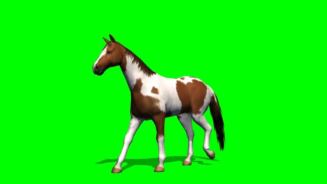 Horse walks - green screen