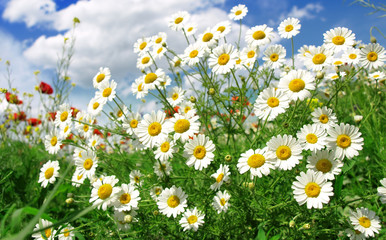 Fototapeta premium Summer wildflowers