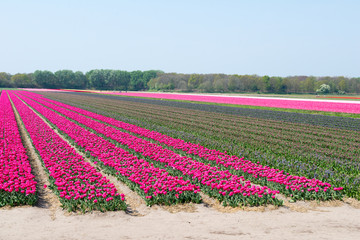 Champs de tulipes en Hollande