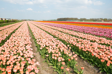 Fototapeta premium Champs de tulipes en Hollande