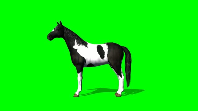 Horse looks around - green screen