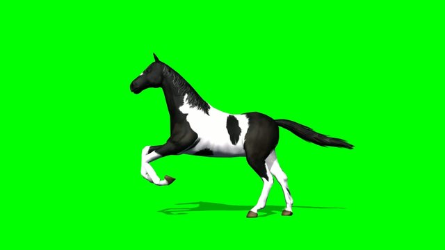 Horse runs - green screen
