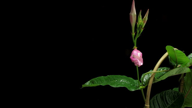 Time-lapse of a mandevilla (Mandevilla sp.) flower blooming.