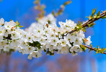 spring apple tree against blue sky