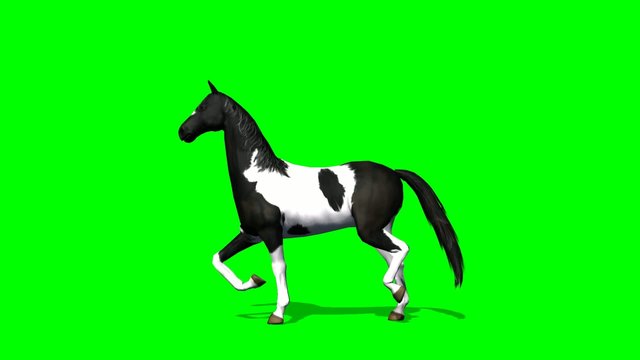 Horse trots - green screen