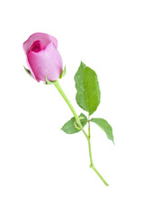 Pink roses on a white background