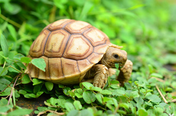 african spurred sulcata