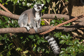 lemur sitting on tree branch © Patrik Stedrak