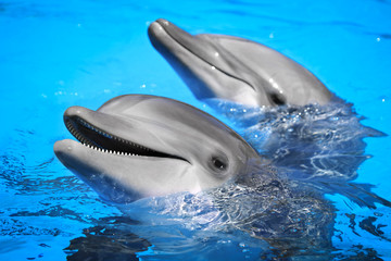 Obraz premium delfiny