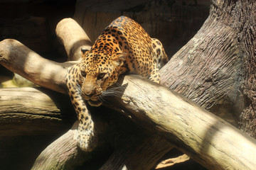 close up Leopard