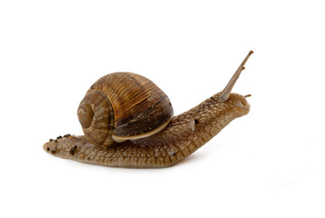 grawling snail isolated