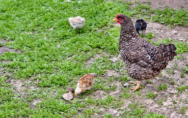hen with chickens