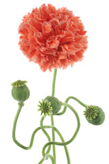 Fototapeta premium poppy