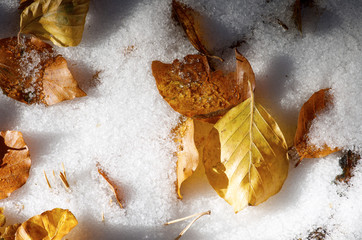 Winter