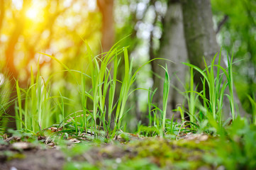 Green grass in spring forest, natural background